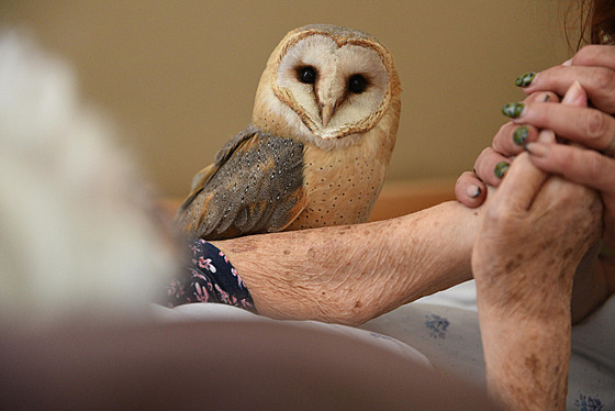 Jeden z projekt� - Dravci v srdci - je zam��en na falkoniterapii, tedy...