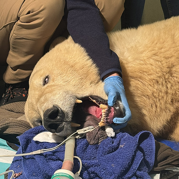 Vy�et�ení odhalilo u lední medv�dice Elsy frakturu t�í zub� � obou dolních...