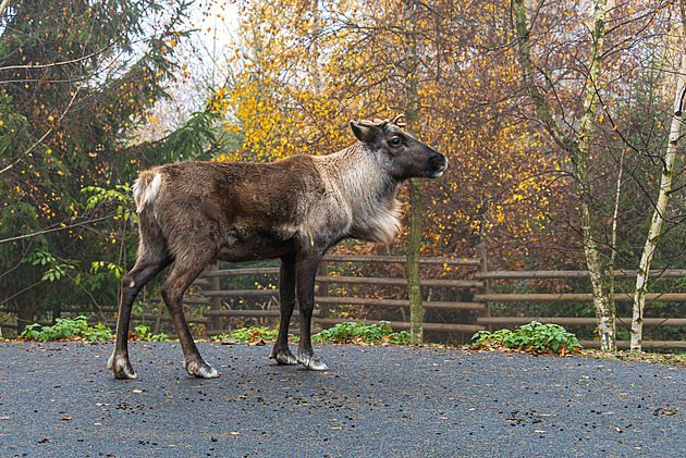 Největší stádo sobů v Evropě přišlo o 4 členy. Z Olomouce odjeli dvě samice a dva samci