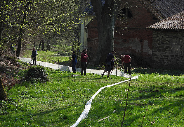 Brání žabímu masakru. Žena chytá ropuchy a pomáhá jim překonat smrtelnou pouť