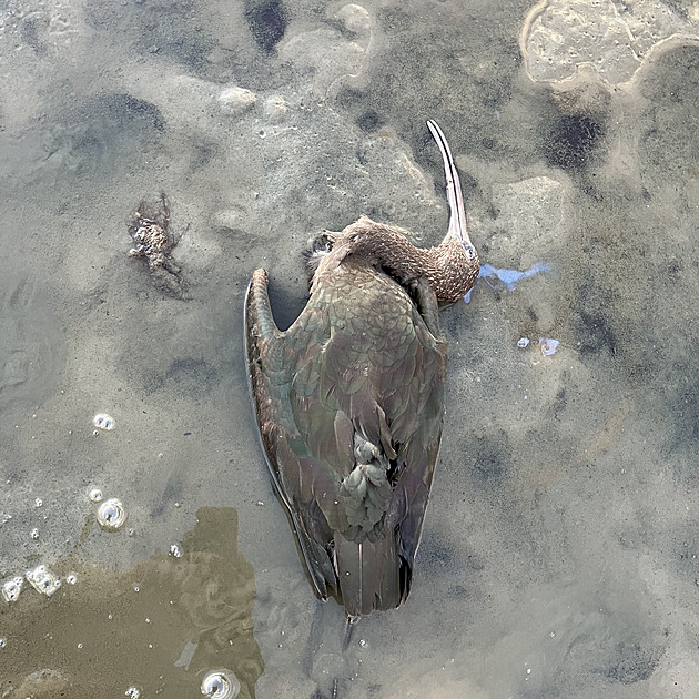 Hanebné zastřelení dvou vzácných ibisů zůstane bez trestu