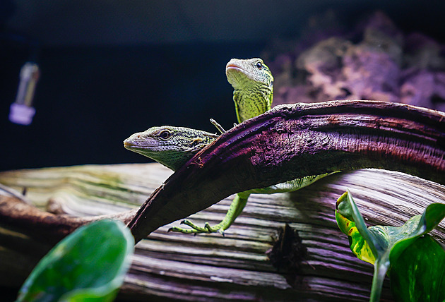 Zoologická zahrada v Liberci se nov� py�ní varany Reisingerovými.