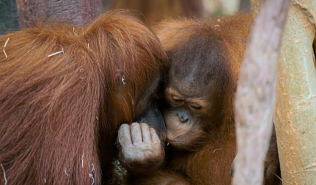 Zvídavý akrobat Kawi slaví sedmnáctého 5 let. Zve na oslavu za orangutany