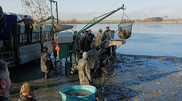 Závistský rybník vydal kapry pro vánoční stoly, cena se oproti loňsku nemění