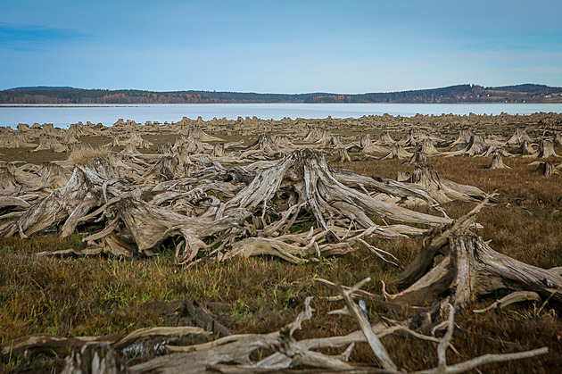 OBRAZEM: Sucho na Lipně odhalilo zatopený les, břeh je pastí pro tisíce škeblí