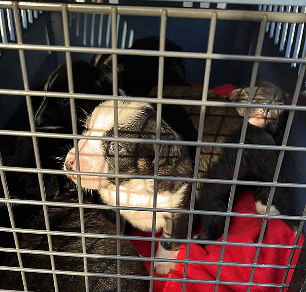 Štěňata odebraná ze zakázaného chovu na Tachovsku zatím do adopce nemohou