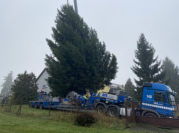 Ve Stodu pokáceli vánoční smrk pro Plzeň. Je to krasavec, jaký se jen tak nevidí