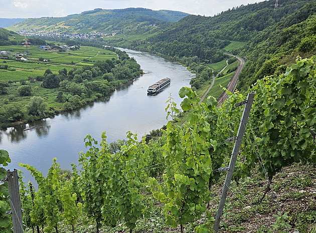Ročník 2025 se vydařil, hlásí vinaři z celého světa. Pár míst sežehl oheň