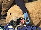Vy�et�en� odhalilo u ledn� medv�dice Elsy frakturu t�� zub� � obou doln�ch...