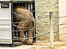 Z ostravsk� zoo odjel do Francie slon� puber��k. Mlad� samec slona indick�ho...