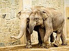 Z ostravsk� zoo odjel do Francie slon� puber��k. Mlad� samec slona indick�ho...