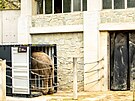 Z ostravsk� zoo odjel do Francie slon� puber��k. Mlad� samec slona indick�ho...