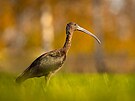 Ibis je tmav� hn�d� se zelen�m leskem na k��dlech. M� dlouh� zahnut� zob�k,...