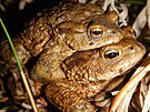 Ropuchy obecn� b�vaj� p�i p�echodu frekventovan�ch silnic v ohro�en�.