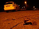 Ropucha obecn� na silnici ve Vla�ov� Dole