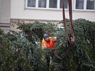 Pracovn�ci olomouck�ho magistr�tu zvedali strom za pomoci je��bu