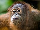 Orangutan sumaterský, p�tiletý Kawi