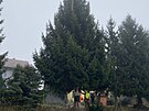 V�no�n� strom pro Plze� tentokr�t poch�z� ze Stoda na Plze�sku. M�stu ho...