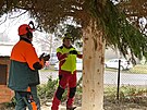 V�no�n� strom pro Plze� tentokr�t poch�z� ze Stoda na Plze�sku. M�stu ho...