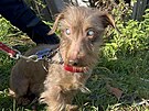 Jezev��k odebran� chovatelce ze Star�ho Sedli�t� na Tachovsku