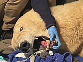 Vyetení odhalilo u lední medvdice Elsy frakturu tí zub  obou dolních...