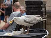 Rackové se pirozen stahují tam, kde tuí monost obivy.