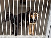 Ve Psím útulku Ostrava se starají o osm �t��at, p�t fen a t�i psy. (listopad...