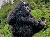 Tak trochu ji zbavuje dstojnosti, ale s laskavou rozpustilostí. Sout Comedy...