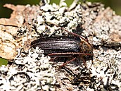 Trnotítec horský se nejastji nachází v tlejících souích, paezech, nebo...