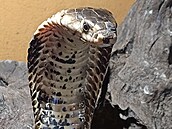 Kobra quinejská je unikátní druh, popsaný teprve v roce 2018. Dvorská zoo je...