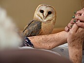 Jeden z projekt - Dravci v srdci - je zamen na falkoniterapii, tedy...