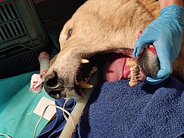 Ledn� medv�dice Elsa, kter� byla do brn�nsk� zoo p�evezena z n�meck�ho...