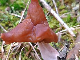 Uchá� �epcovitý