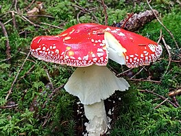 Krasavice muchom�rka �ervená