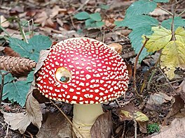 Muchom�rka �ervená