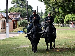 Policie na amazonském ostrov Marajó hlídkuje na buvolech