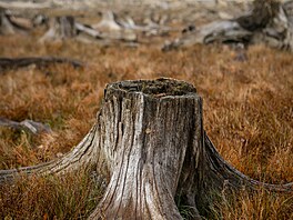 Sucho odhalilo �adu míst na lipenské p�ehrad�. Na snímku je Rakouská zátoka u...