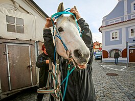 Otevírání svatomartinským vín a p�íjezd sv. Martina na bílém koni v �eském...