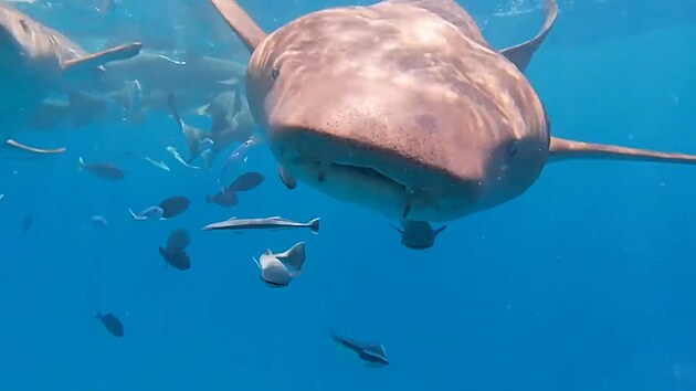 V tlam predátora. ralok spolkl potápi kameru