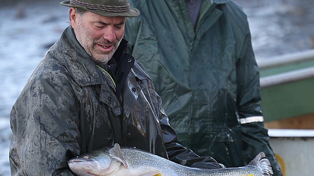 Ryb��i o v�kendu vylovili Bezru�, nejv�t�� chovn� rybn�k na severu Moravy a Slezska. Na m�sto vyrazili v�dy od sedm� r�no, aby si lid� b�hem dne mohli na hr�zi koupit kapra, amura, cand�ta, ale tak� �tiku �i tolstolobika. Sou��st� akce bylo i slavnostn� pasov�n� na ryb��e. Na rozd�l od lo�ska, kdy v�lov poznamenala povode� a ��st ryb uplavala, letos ryb��i mohli po��tat se zhruba p�ti sty metr�ky ryb. (8. listopad 2025)