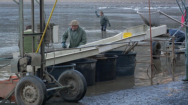 A�koliv se jedn� o v�lov Velk�ho D��ka, �upin��e dnes ryb��i tradi�n� lovili a� z mnohem men��ho rybn�ka Nov�, kter� je v soustav� hned pod D��kem, a kam se ryb� osazenstvo n�dr�e v�dy �p�epou�t�.