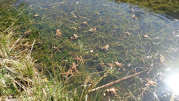 P�enesen� ropuchy se t�� nov�mu domovu.