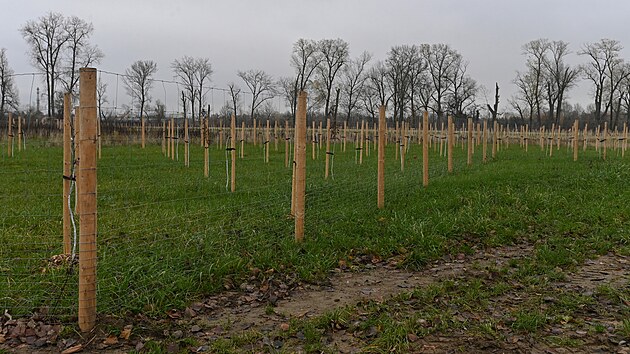 Stovky vysazen�ch nov�ch strom� v ��sti meandruj�c�ho ramena.