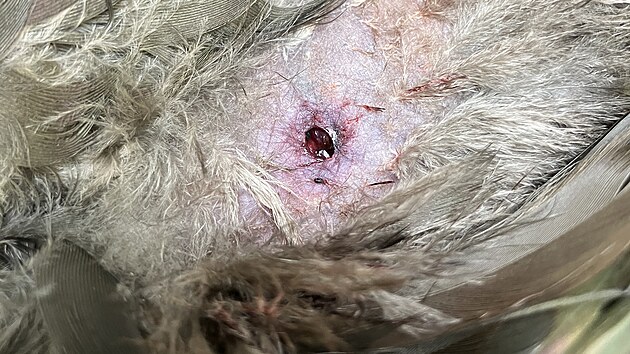 Nadir aynakların vurulması uluslararası bir rezalettir