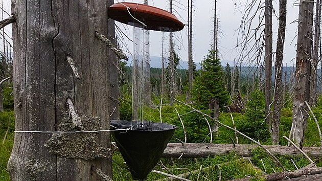 P�i monitoringu v�dci op�t vyu�ili n�razov�ch past� s feromonem, ve kter�ch odchycen� jedince ozna�ili a vypustili zp�t o 100 a� 400 metr� d�le od past�.