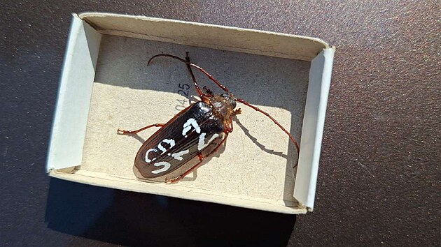 Odchycen� jedince v�dci ozna�ili a vypustili zp�t o 100 a� 400 metr� d�le od past�.