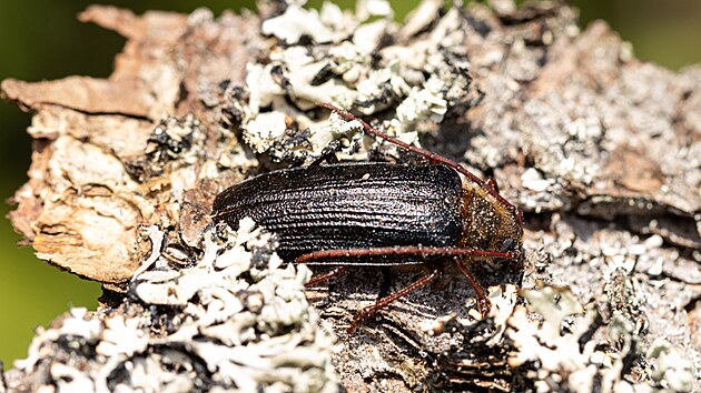 Trno�t�tec horsk� se nej�ast�ji nach�z� v tlej�c�ch sou��ch, pa�ezech, nebo le��c�ch kmenech smrk� a borovic.