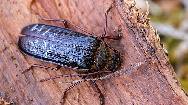 Prvn� z�znamy o trno�t�tci horsk�m na �umav� se objevuj� u� v roce 1898.