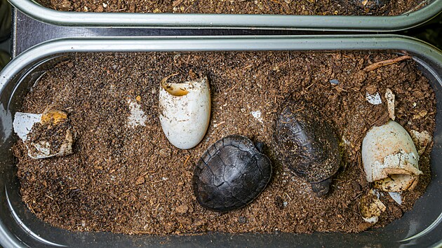 V zoologick� zahrad� v Praze se poprv� poda�il p�irozen� odchov p�ti orlici� bornejsk�ch. (11. listopadu 2025)