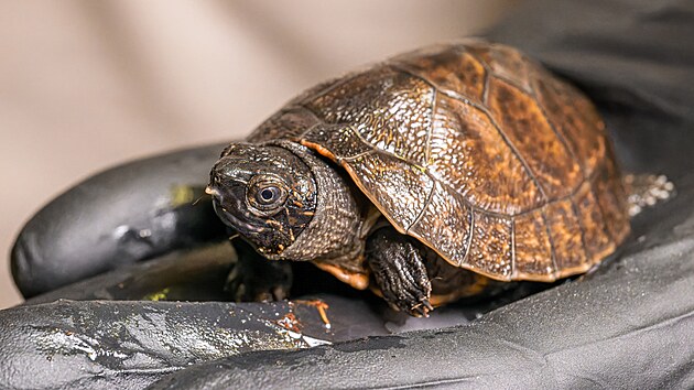 V zoologick� zahrad� v Praze se poprv� poda�il p�irozen� odchov p�ti orlici� bornejsk�ch. (11. listopadu 2025)